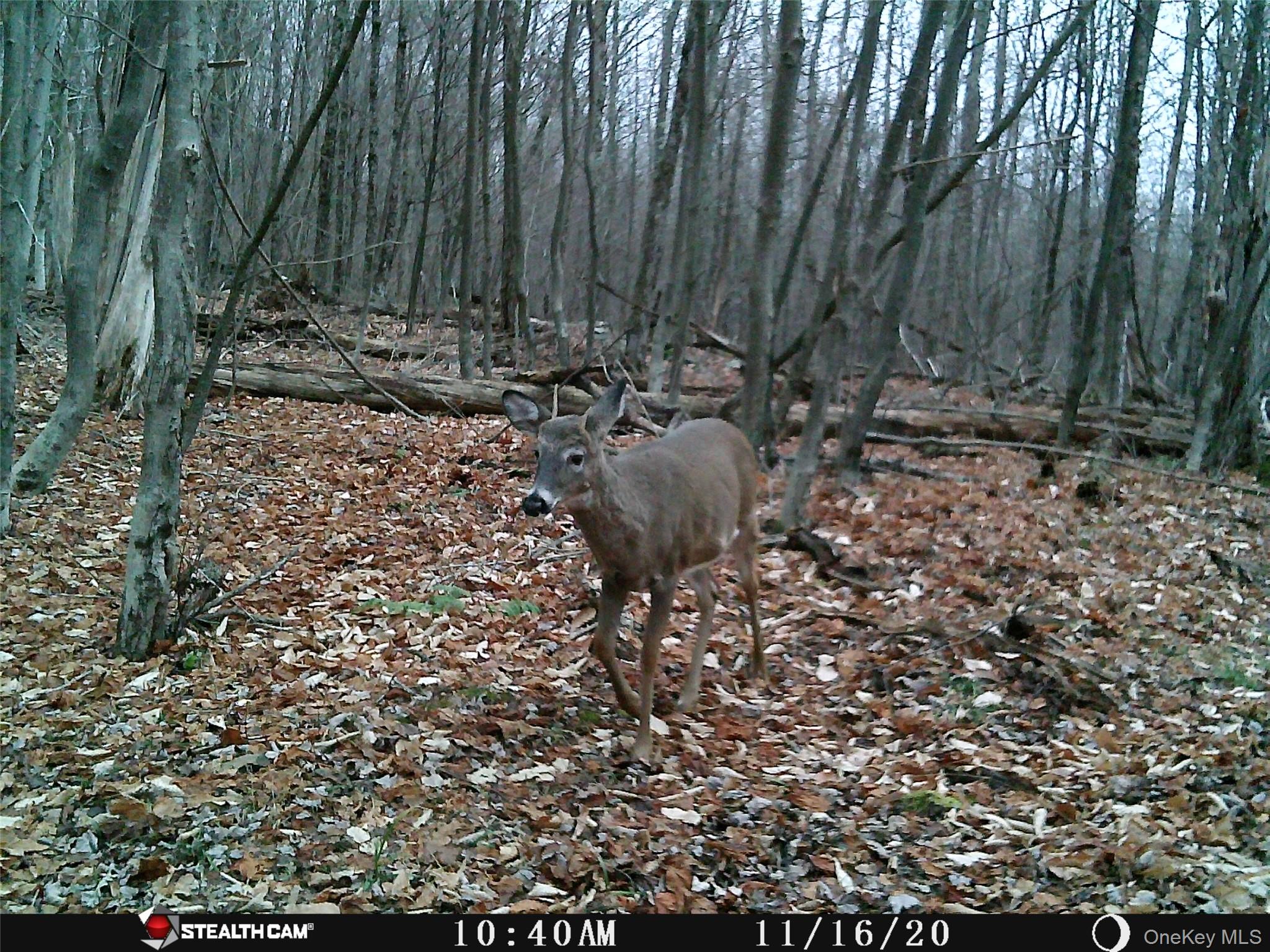 Peakville Road Hancock, NY 13783 - Photo 21 of 25 View of undeveloped land