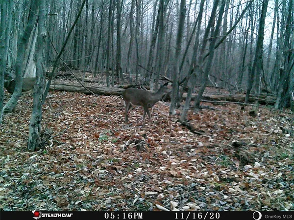 $675,000 | Peakville Road, Hancock, NY 13783