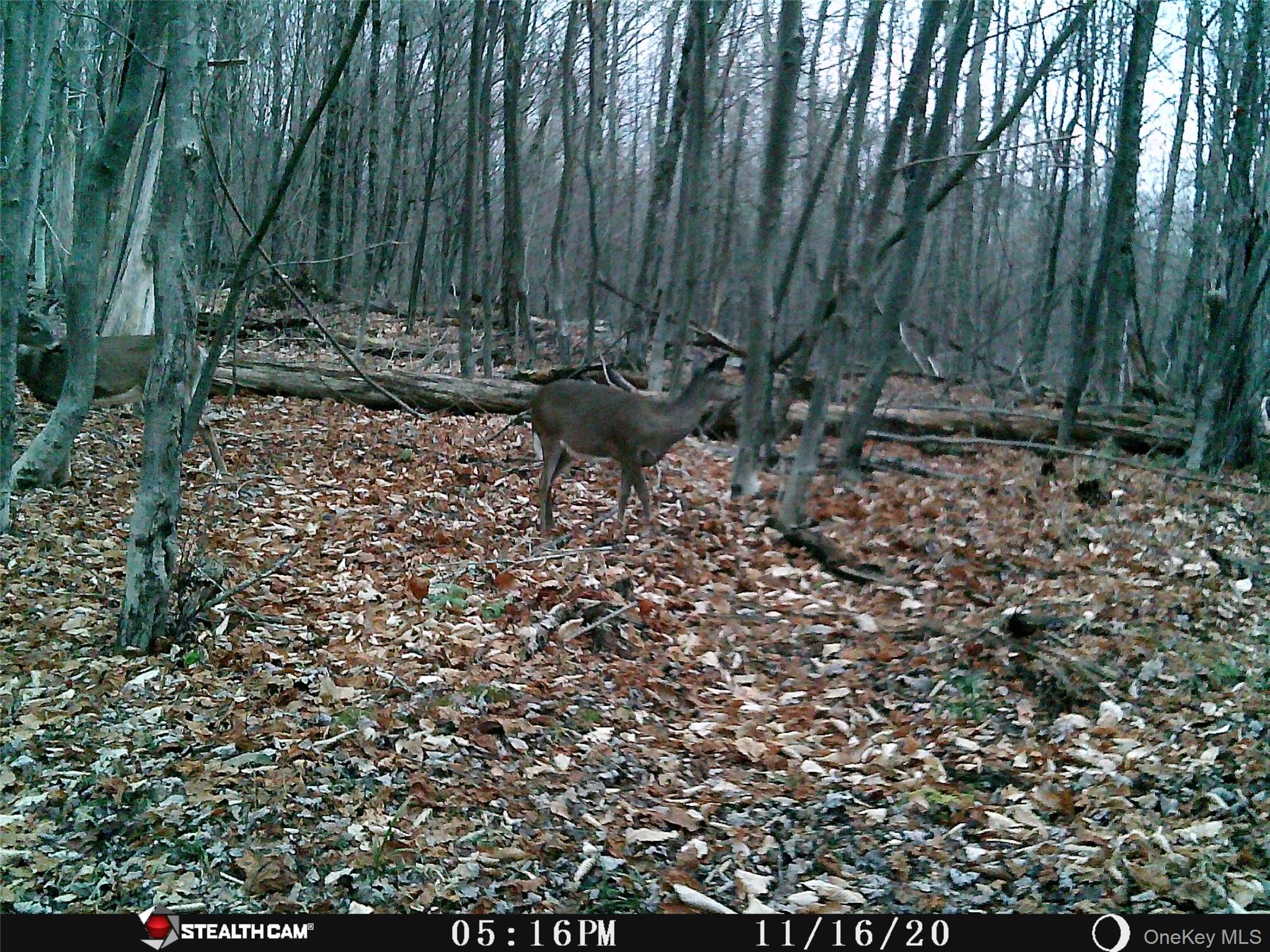 Peakville Road Hancock, NY 13783 - Photo 22 of 25 View of undeveloped land