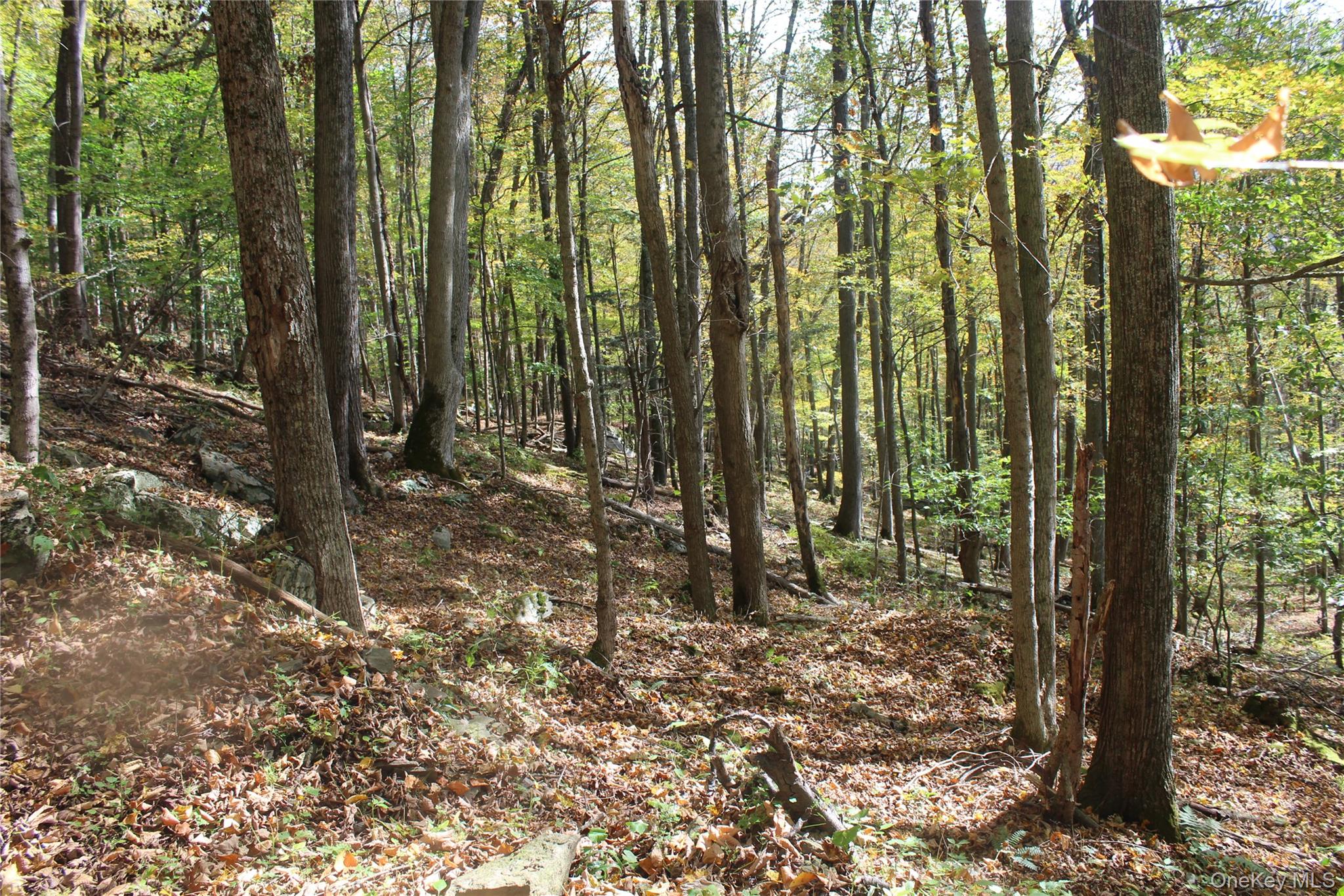 Peakville Road Hancock, NY 13783 - Photo 24 of 25 View of tree filled area