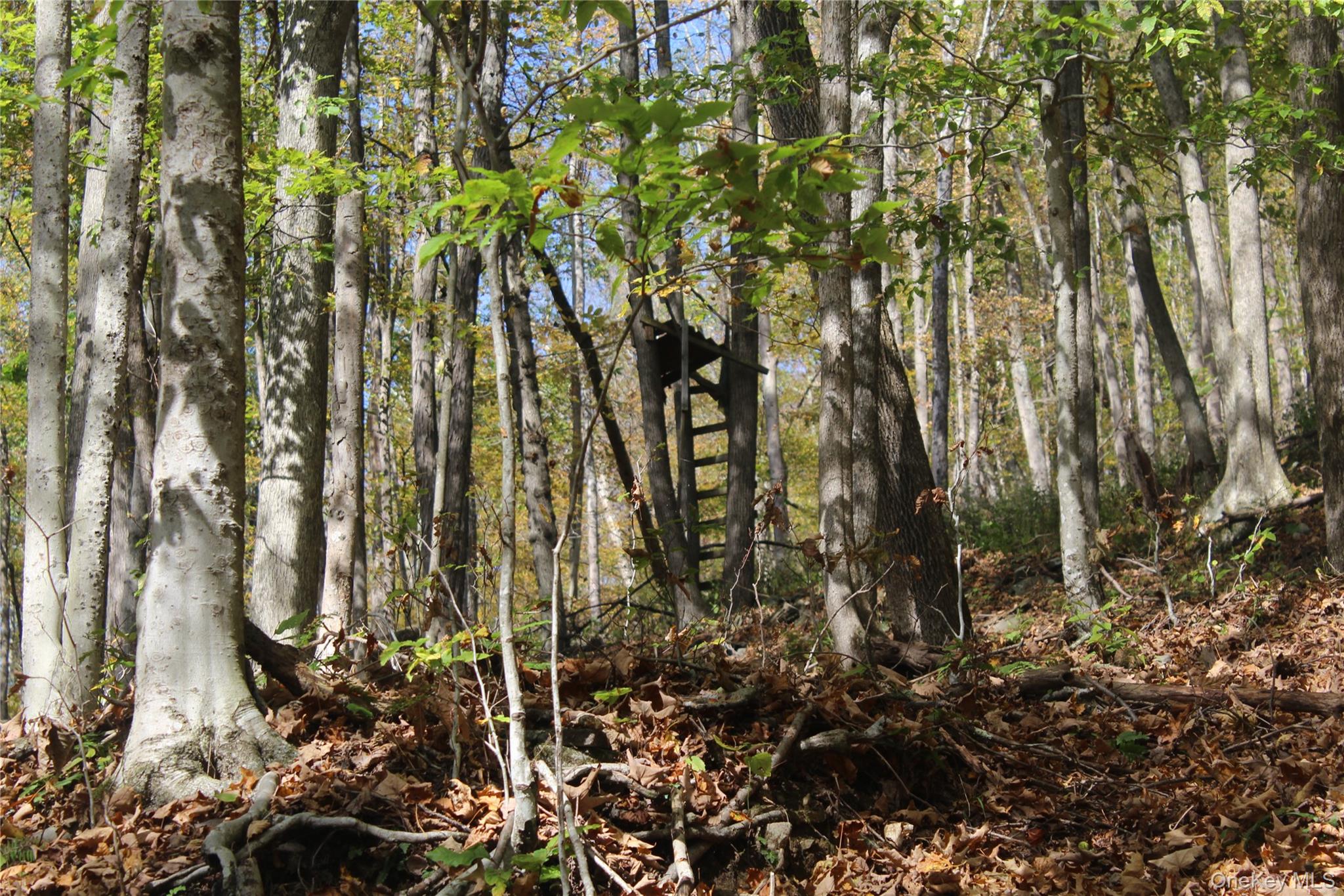 Peakville Road Hancock, NY 13783 - Photo 5 of 25 View of undeveloped land