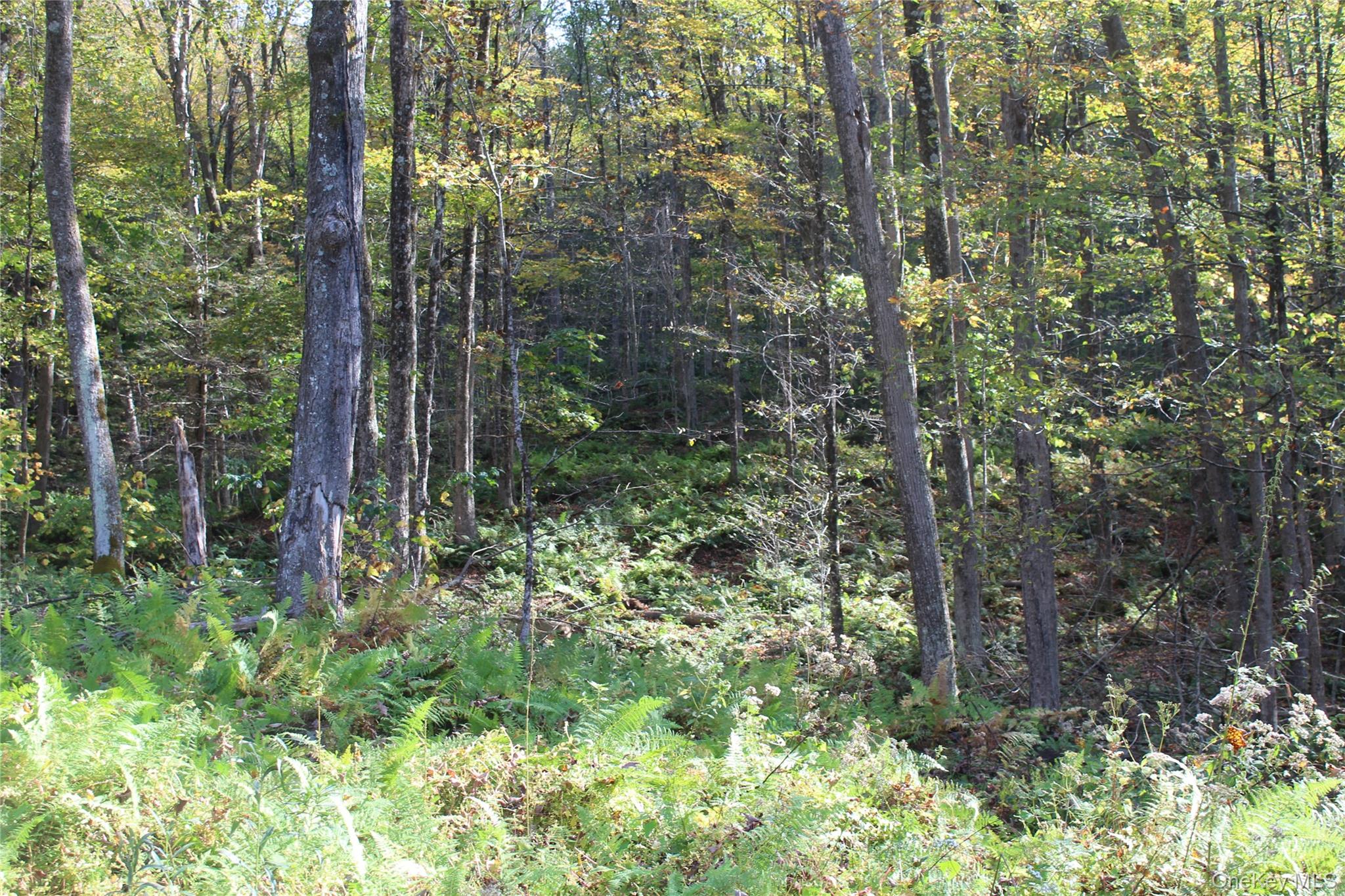 Peakville Road Hancock, NY 13783 - Photo 10 of 25 View of undeveloped land