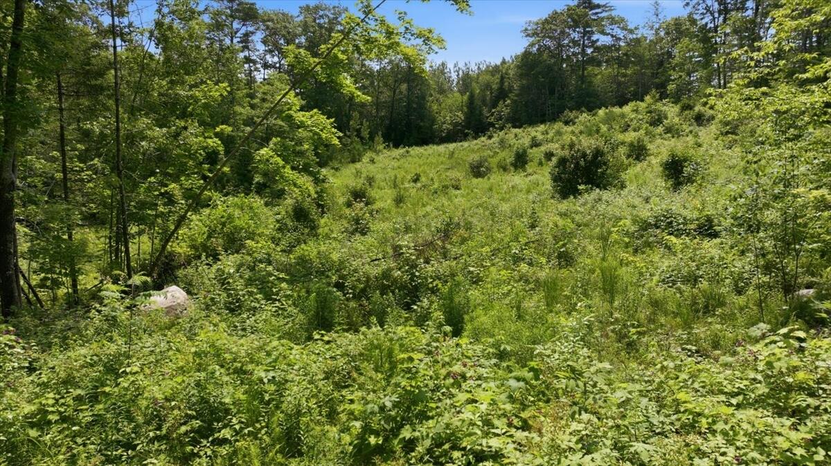 273 Wiley Road Greene, ME 04236 - Photo 6 of 21 Cleared Area From Road