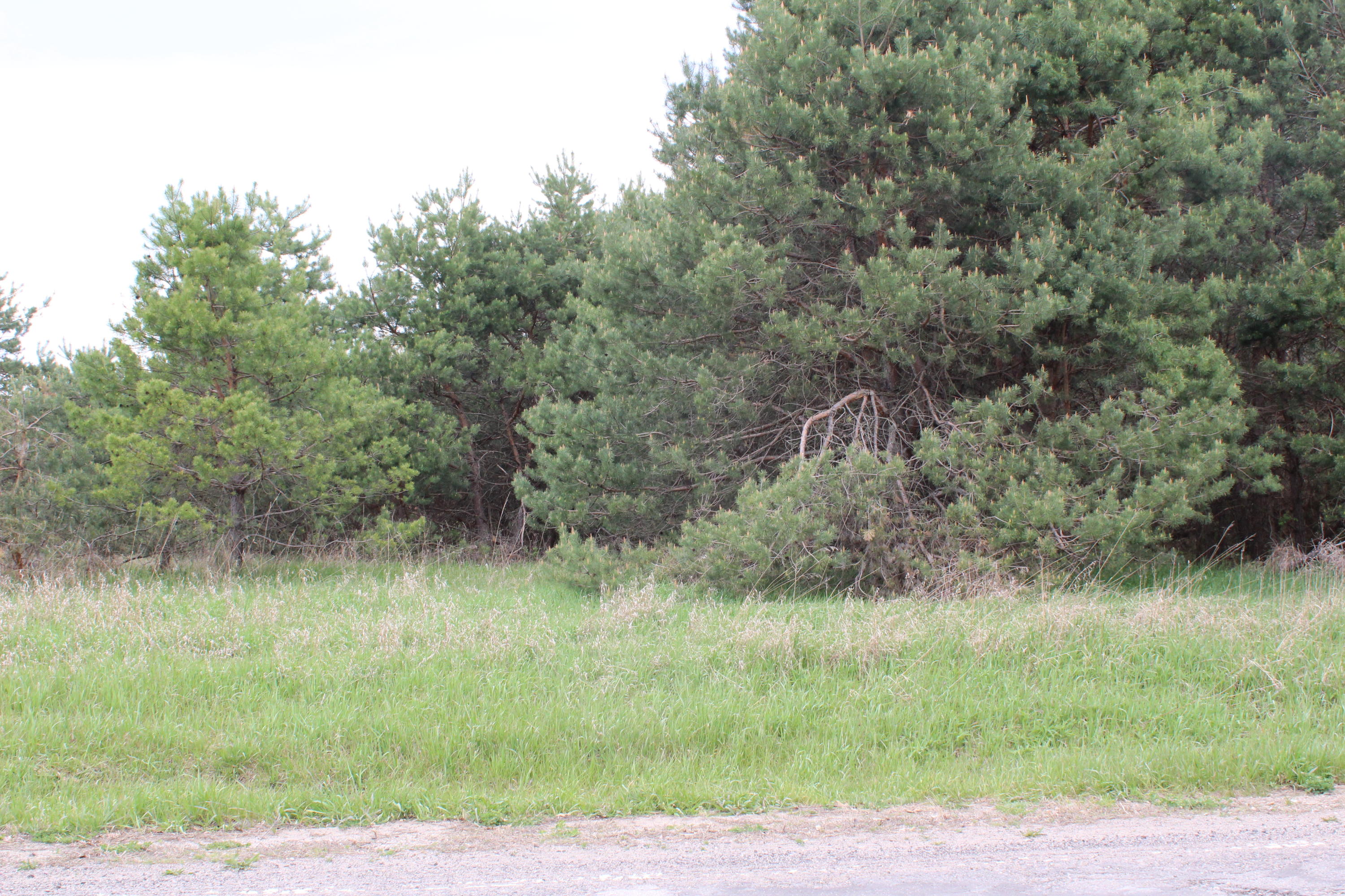 0 West S County Line Road Fenwick, MI 48834 - Photo 13 of 13 IMG_8697