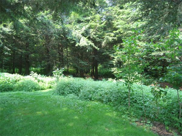 104 Laurel Road Wilbraham, MA 01095 - Photo 25 of 29 a view of a lush green forest with lawn chairs and plants