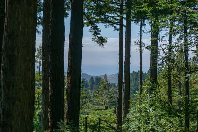 108 Ware Road Woodside, CA 94062 - Photo 23 of 56 a view of a garden