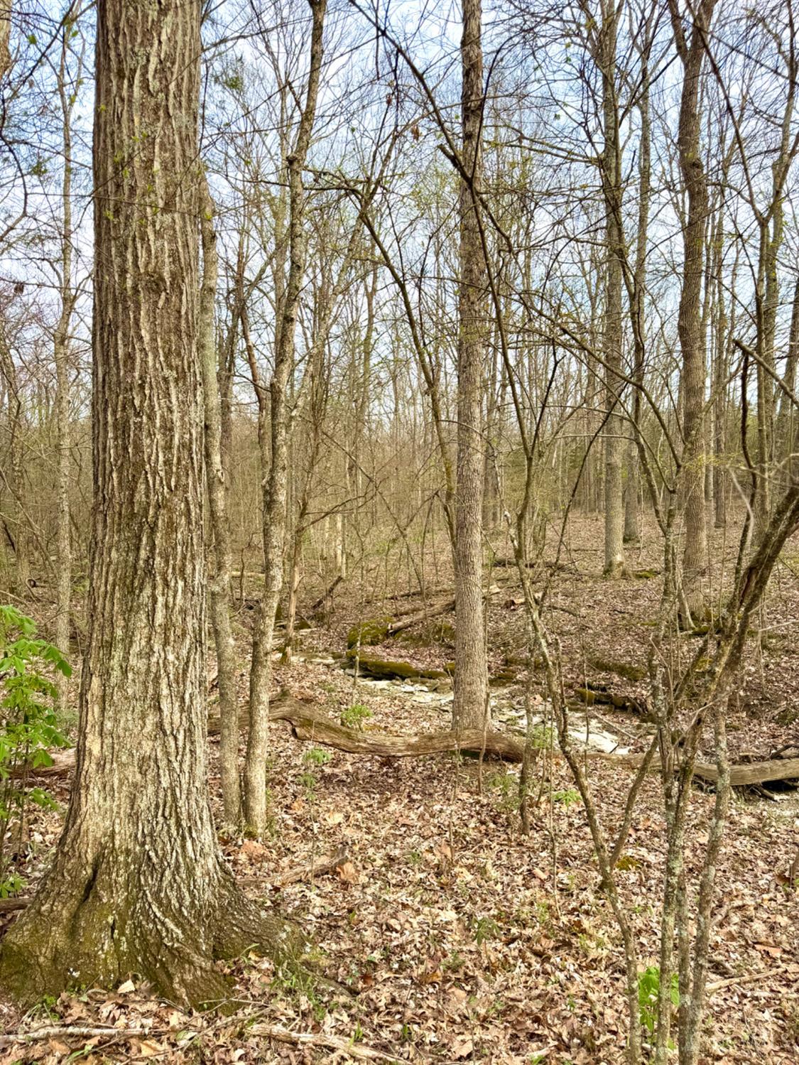 1600 Magee Jones Road Peebles, OH 45660 - Photo 13 of 91