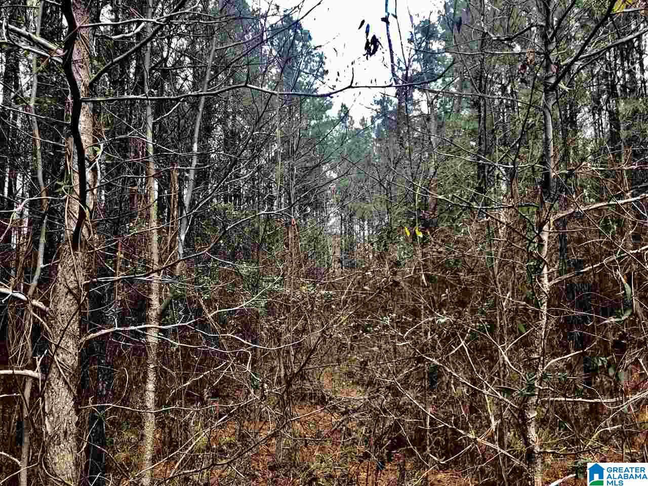 4040 Sportsman Lake Road, Unit 1 Odenville, AL 35120 - Photo 3 of 11