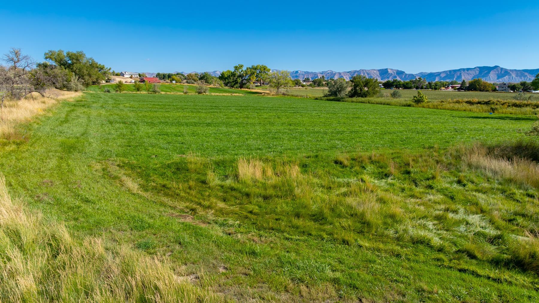 1347 18 1/2 Road Fruita, CO 81521 - Photo 5 of 37 a view of a grassy field with an trees
