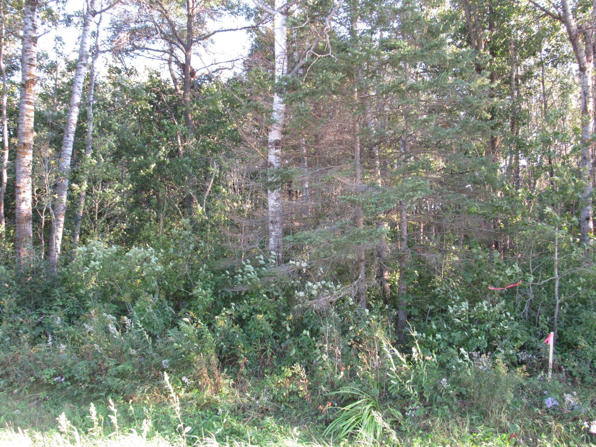 6 12th Street Southwest Backus, MN 56435 - Photo 1 of 1