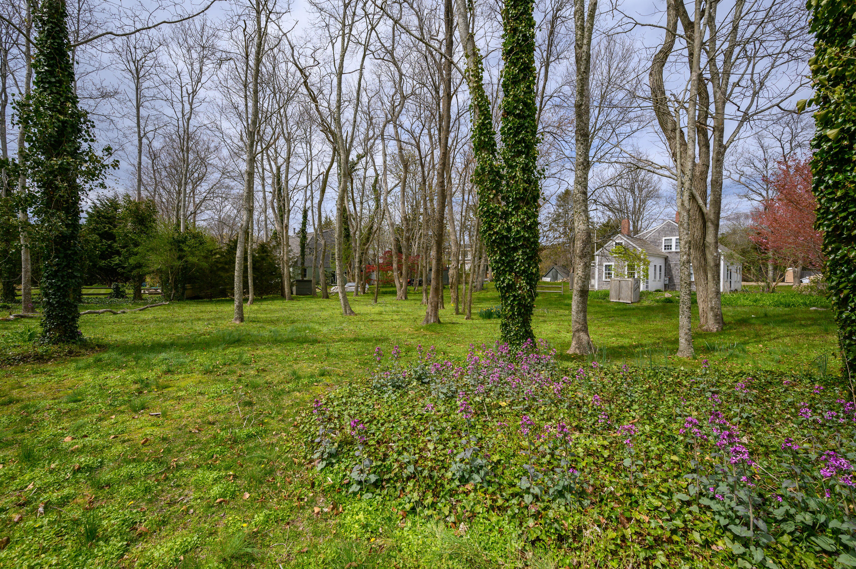 a view of a park with tree s