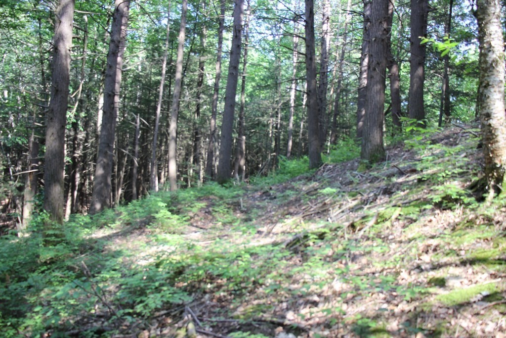 0 Conway Road Ashfield, MA 01330 - Photo 11 of 18 a big yard with lots of green space and trees
