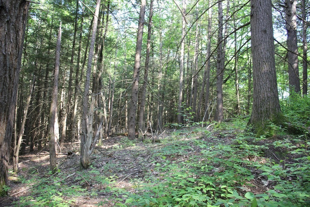 0 Conway Road Ashfield, MA 01330 - Photo 12 of 18 a view of outdoor space and green space