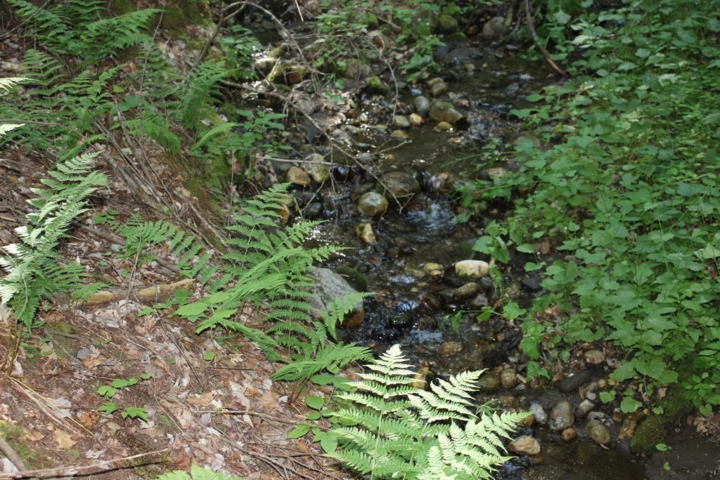 0 Conway Road Ashfield, MA 01330 - Photo 14 of 18 a view of a plant