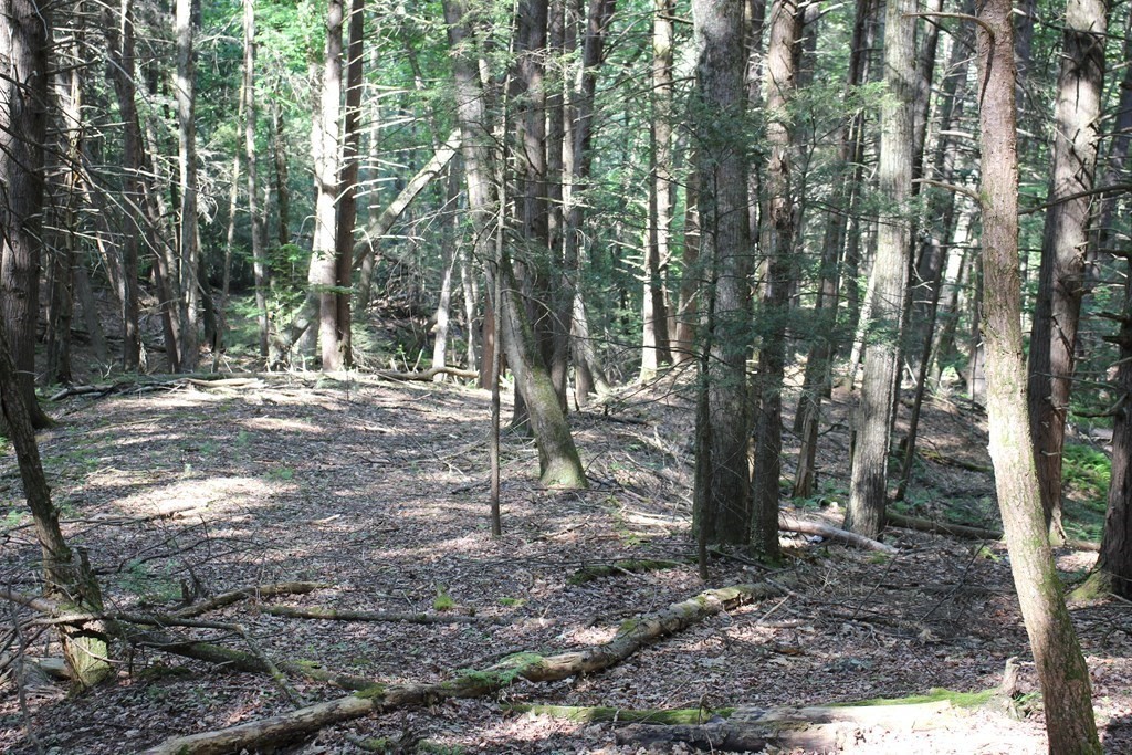 0 Conway Road Ashfield, MA 01330 - Photo 16 of 18 a view of outdoor space with trees