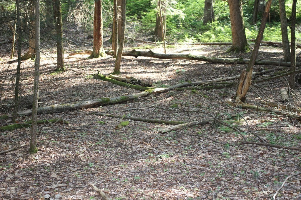 0 Conway Road Ashfield, MA 01330 - Photo 17 of 18 a view of a yard with plants and trees