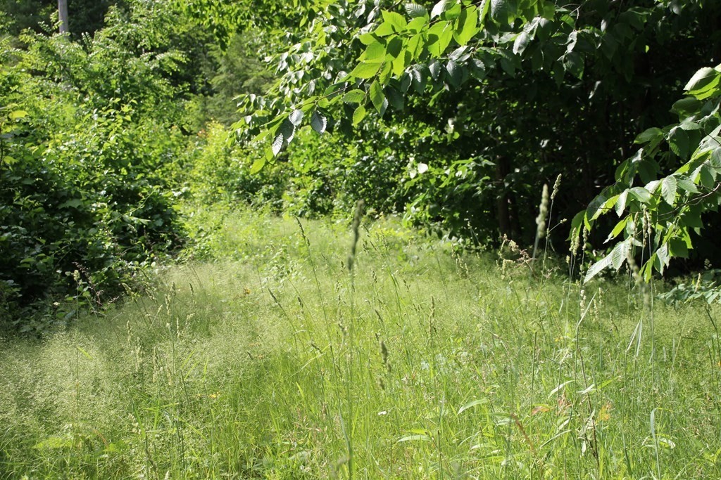 0 Conway Road Ashfield, MA 01330 - Photo 3 of 18 a view of a lush green space