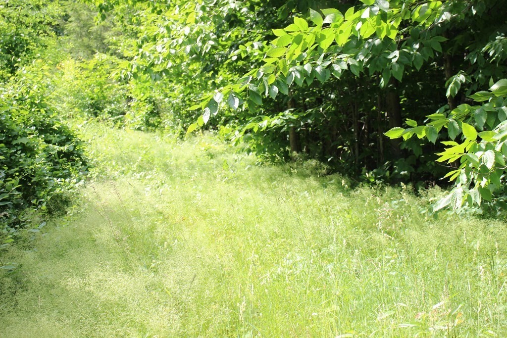 0 Conway Road Ashfield, MA 01330 - Photo 4 of 18 a backyard of a house with lots of green space
