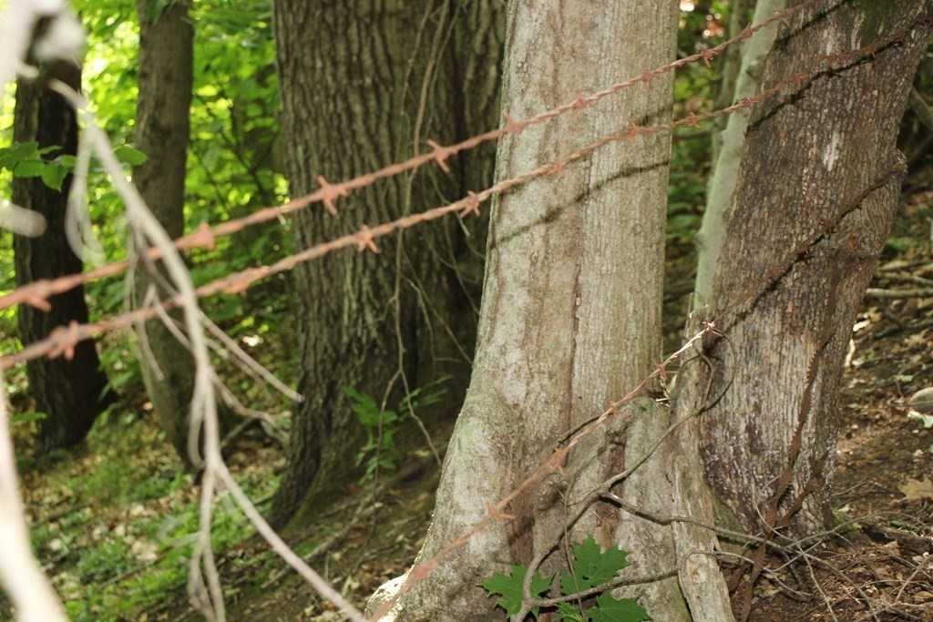 0 Conway Road Ashfield, MA 01330 - Photo 6 of 18 a picture of a tree