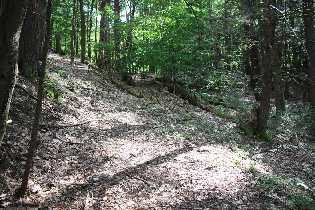 0 Conway Road Ashfield, MA 01330 - Photo 10 of 18 a view of a forest with trees in the background