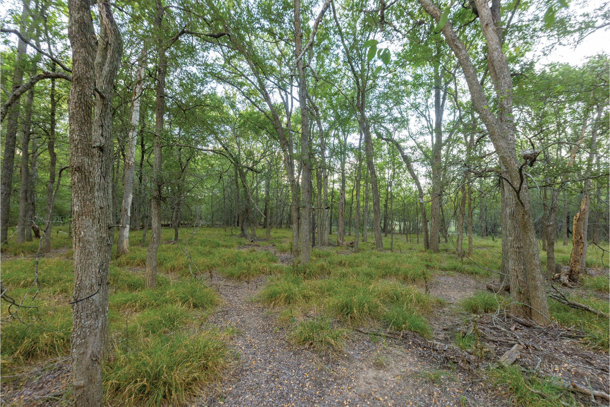 498 North County Line Road Elgin, TX 78621 - Photo 26 of 40 View of local wilderness