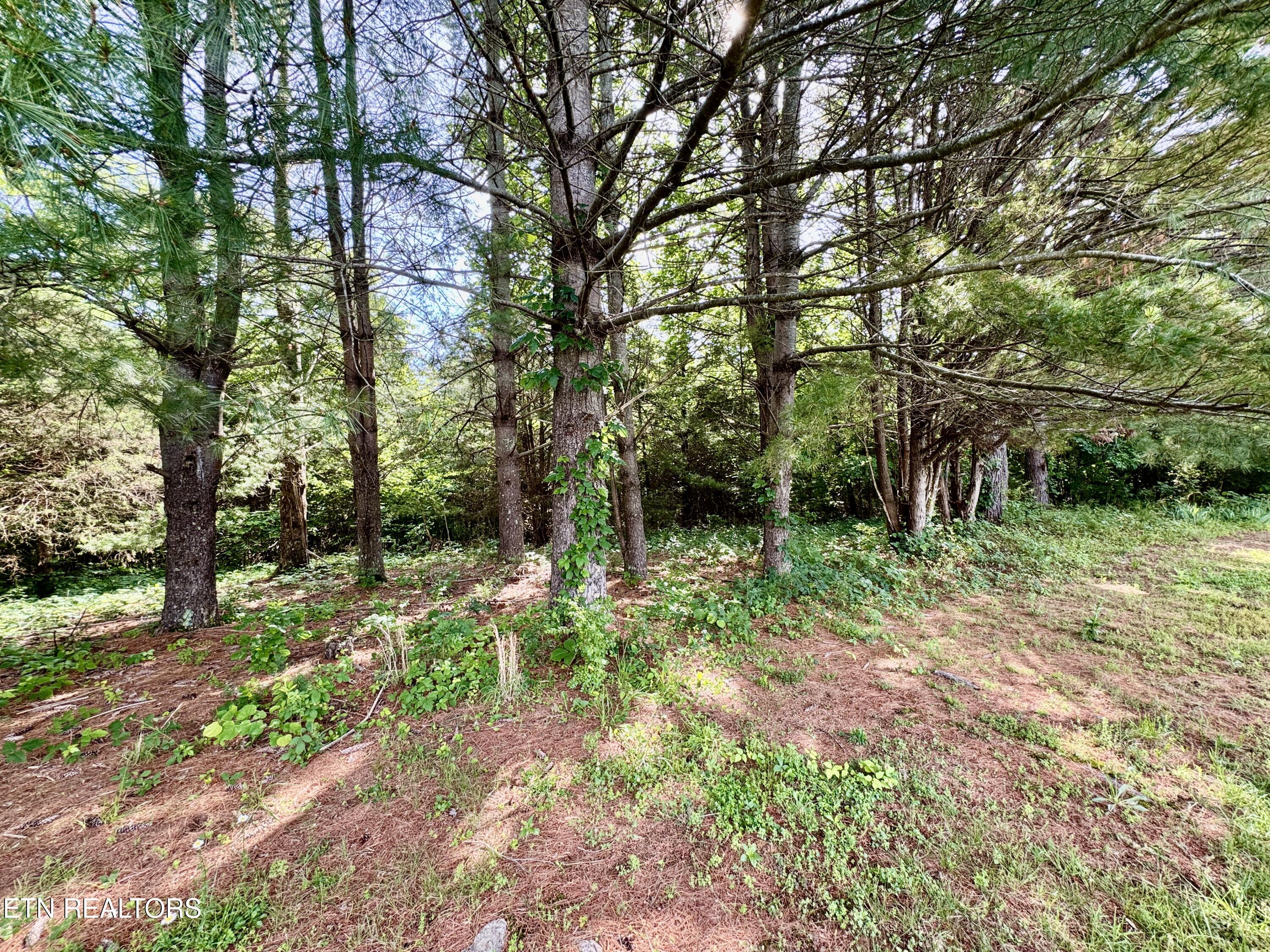 529 Peanut Road Parrottsville, TN 37843 - Photo 16 of 54 1-16