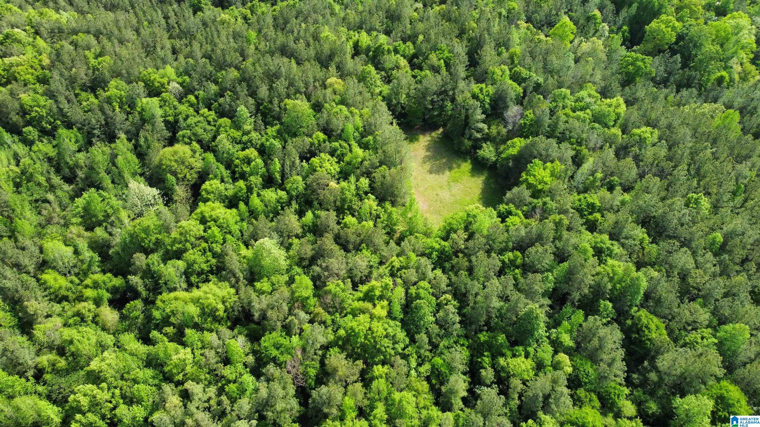 0 County Road 44 Linden, AL 36748 - Photo 9 of 48