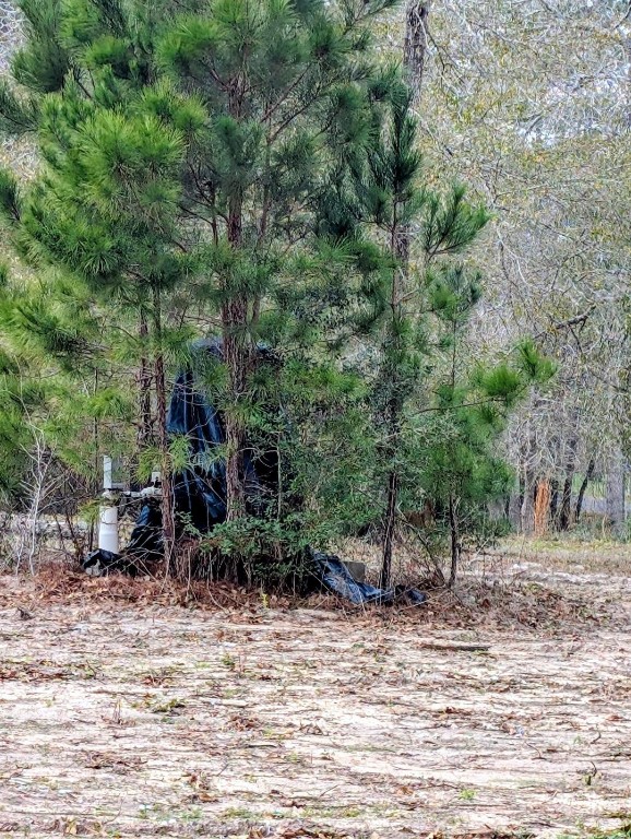 5544 Tall Pine Road Navasota, TX 77868 - Photo 7 of 9 a view of a yard with plants and trees