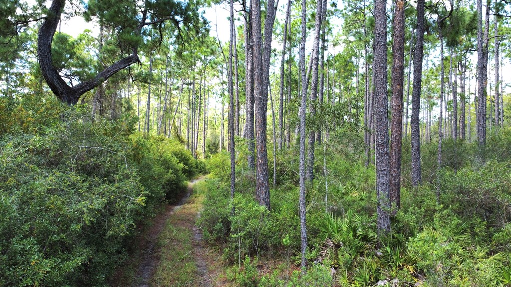 151 Al's Landing Road Eastpoint, FL 32328 - Photo 14 of 20 Gallery Image 14