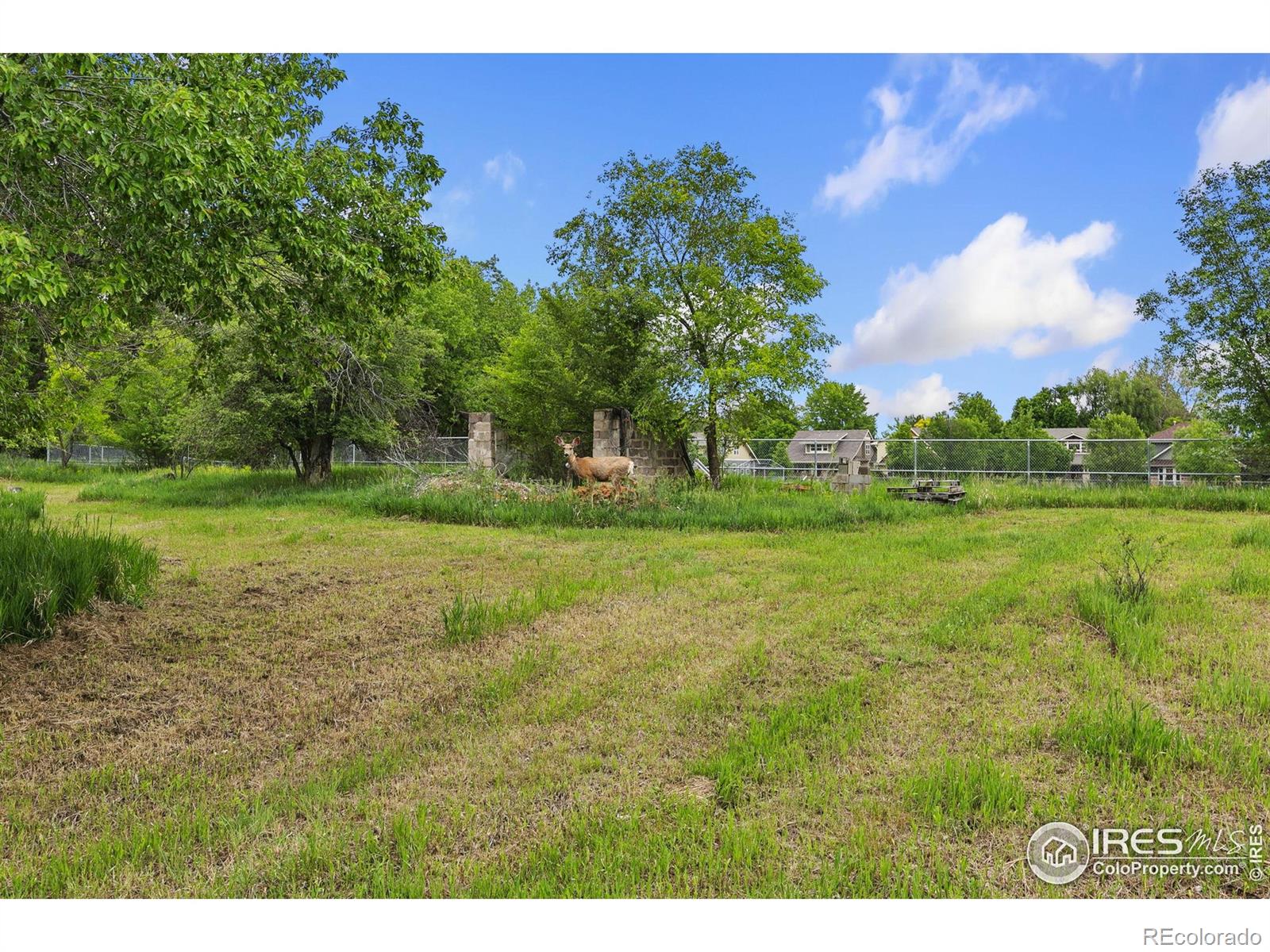 1304 West Prospect Road Fort Collins, CO 80526 - Photo 6 of 29 a view of a field with a tree
