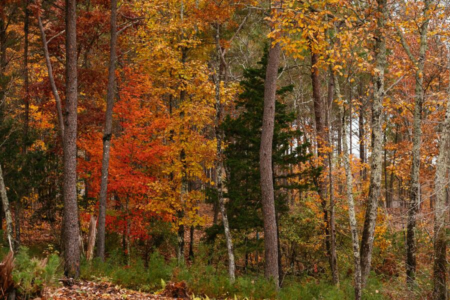 0 Worley Road, Unit LOT 40 Soddy Daisy, TN 37379 - Photo 6 of 54 5