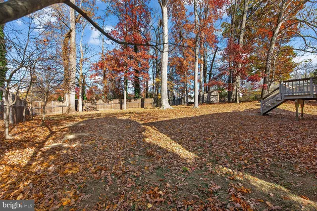 a view of road with large trees