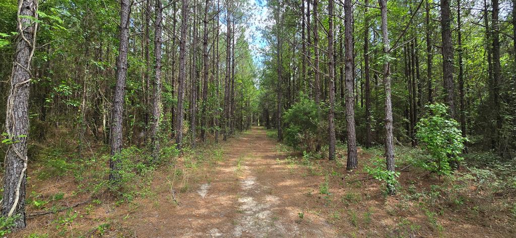 10 Mt Zion Road Gordon, AL 36343 - Photo 8 of 28