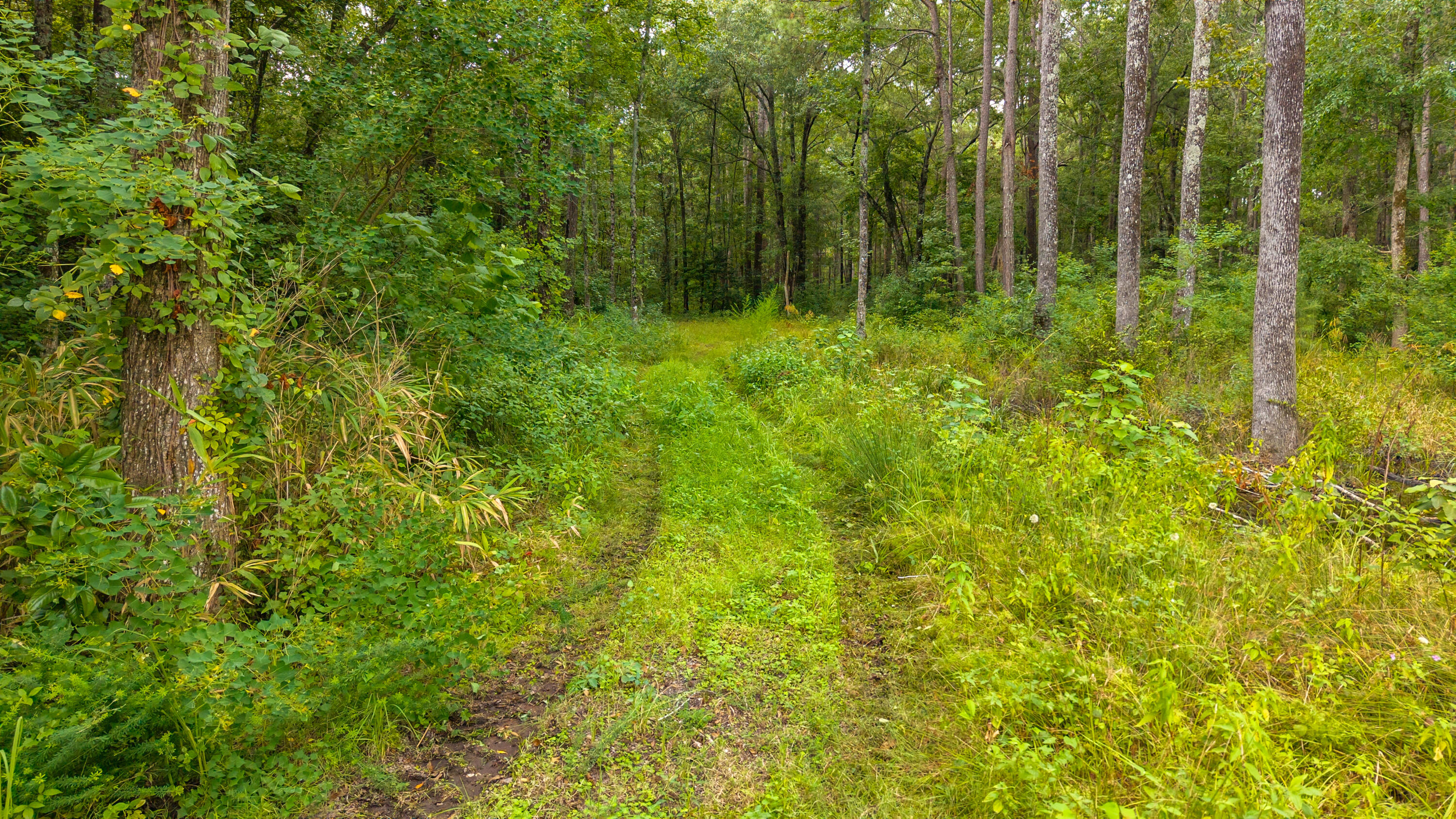 2985 Thadsfarm Road Sumter, SC 29153 - Photo 34 of 83 56