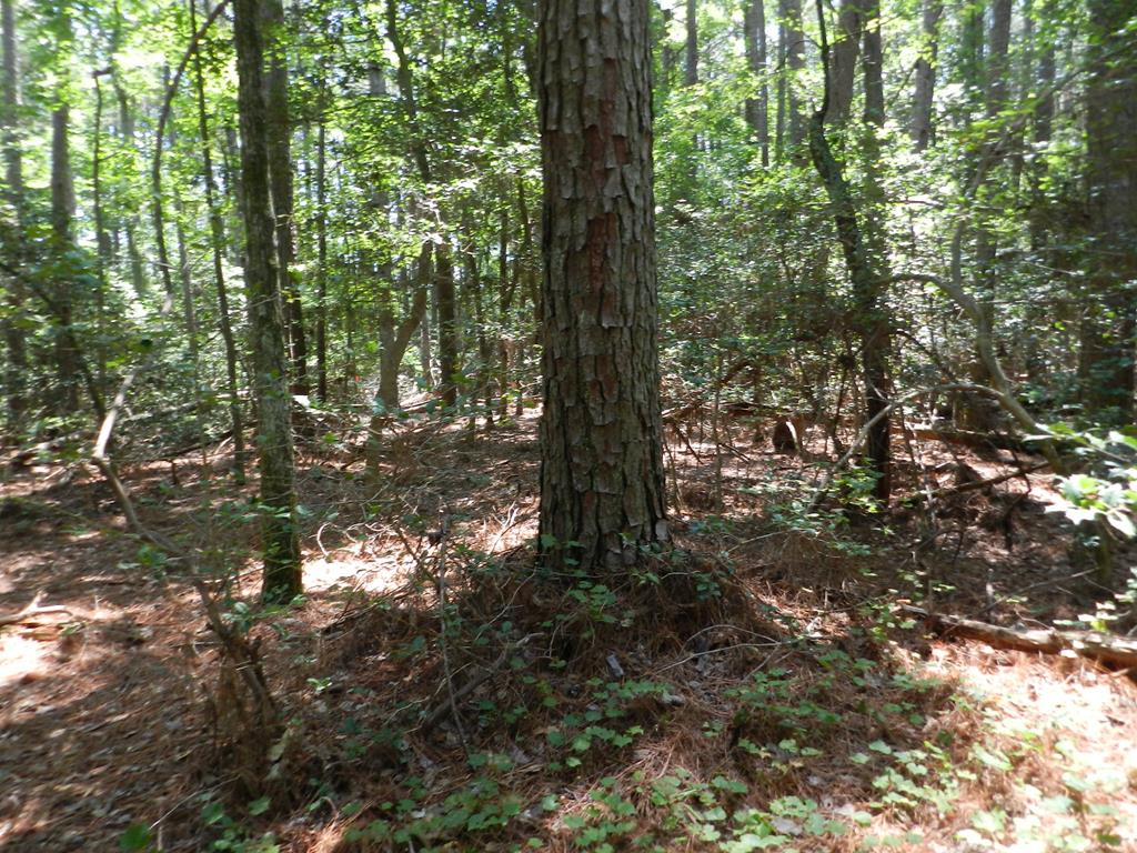 Lot B5 Saltworks Road, Unit B5 Exmore, VA 23350 - Photo 8 of 16