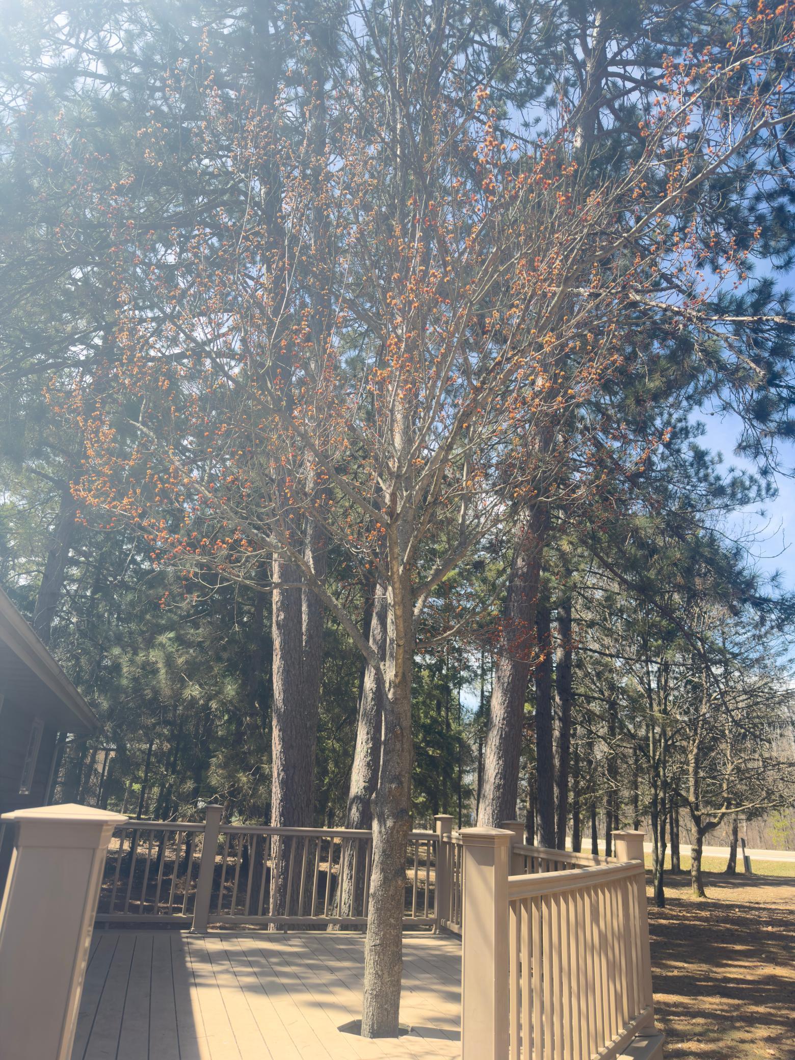 15169 Stocking Lake Road Menahga, MN 56464 - Photo 28 of 29