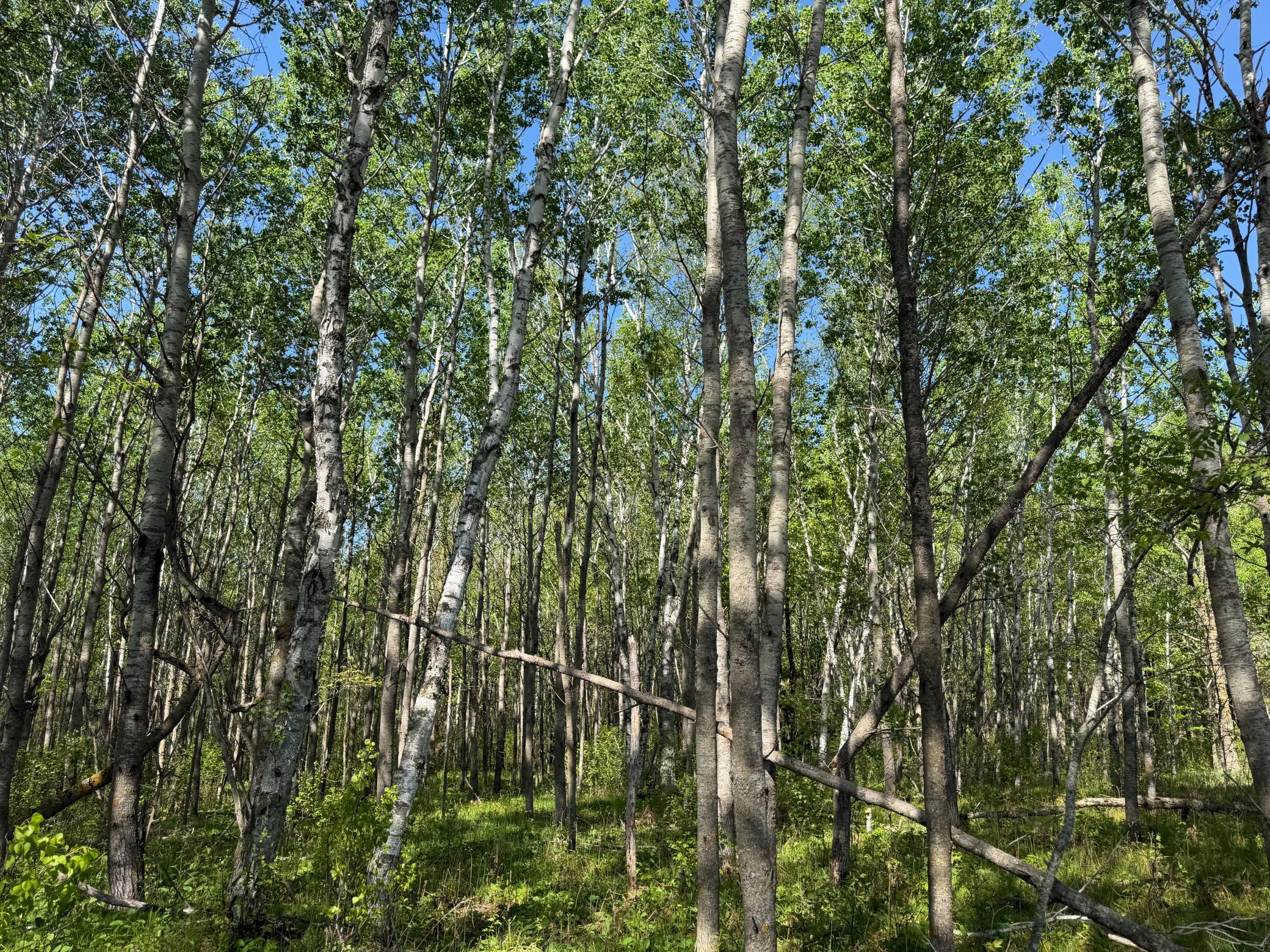 14 Sebeka Mn 56477 Sebeka, MN 56477 - Photo 46 of 79