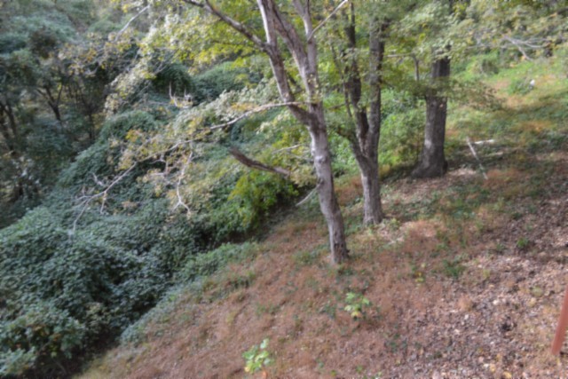 450 Cedar Hill Road Celina, TN 38551 - Photo 45 of 74 a view of a forest with trees in the background