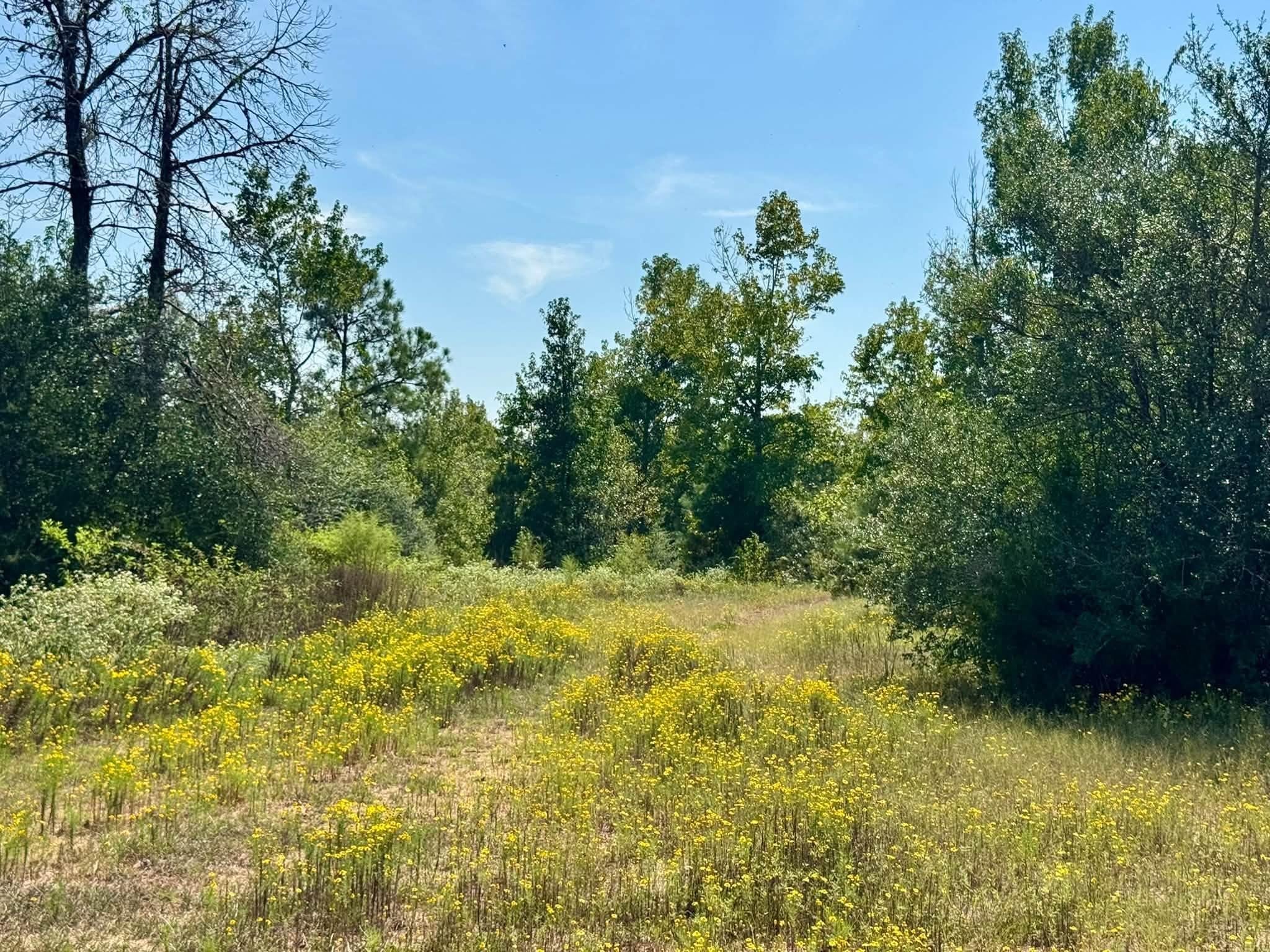 3 Private Road Hillister, TX 77624 - Photo 6 of 13 Gallery Image 6