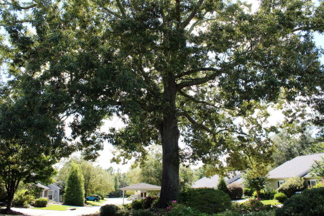 112 Single Tree Lane Aiken, SC 29803 - Photo 11 of 11 a view of yard
