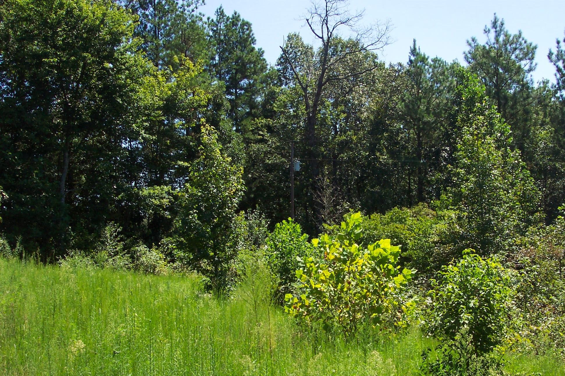 227 County Road 118 Riceville, TN 37370 - Photo 4 of 8 Gallery Image 4