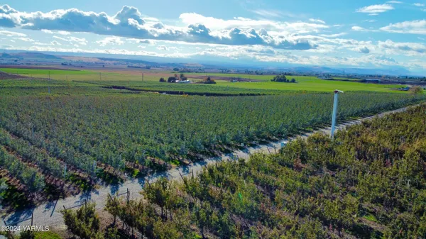 a view of a big yard with large trees