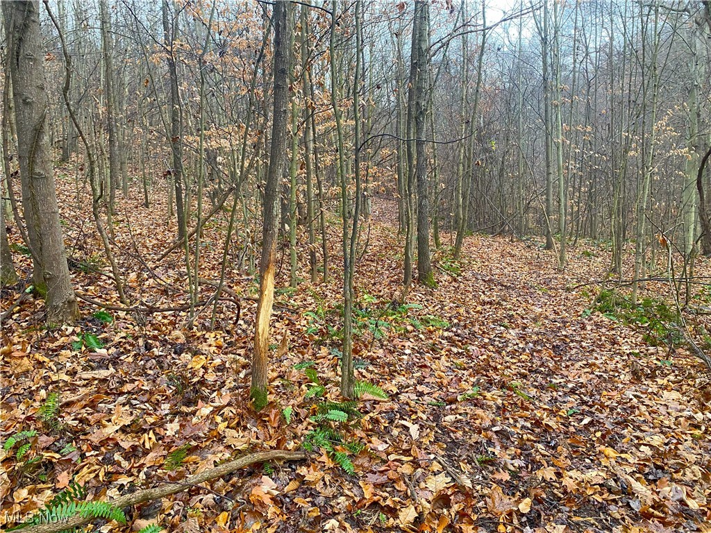 Standing Rock Road Kimbolton, OH 43749 - Photo 8 of 13 View of local wilderness