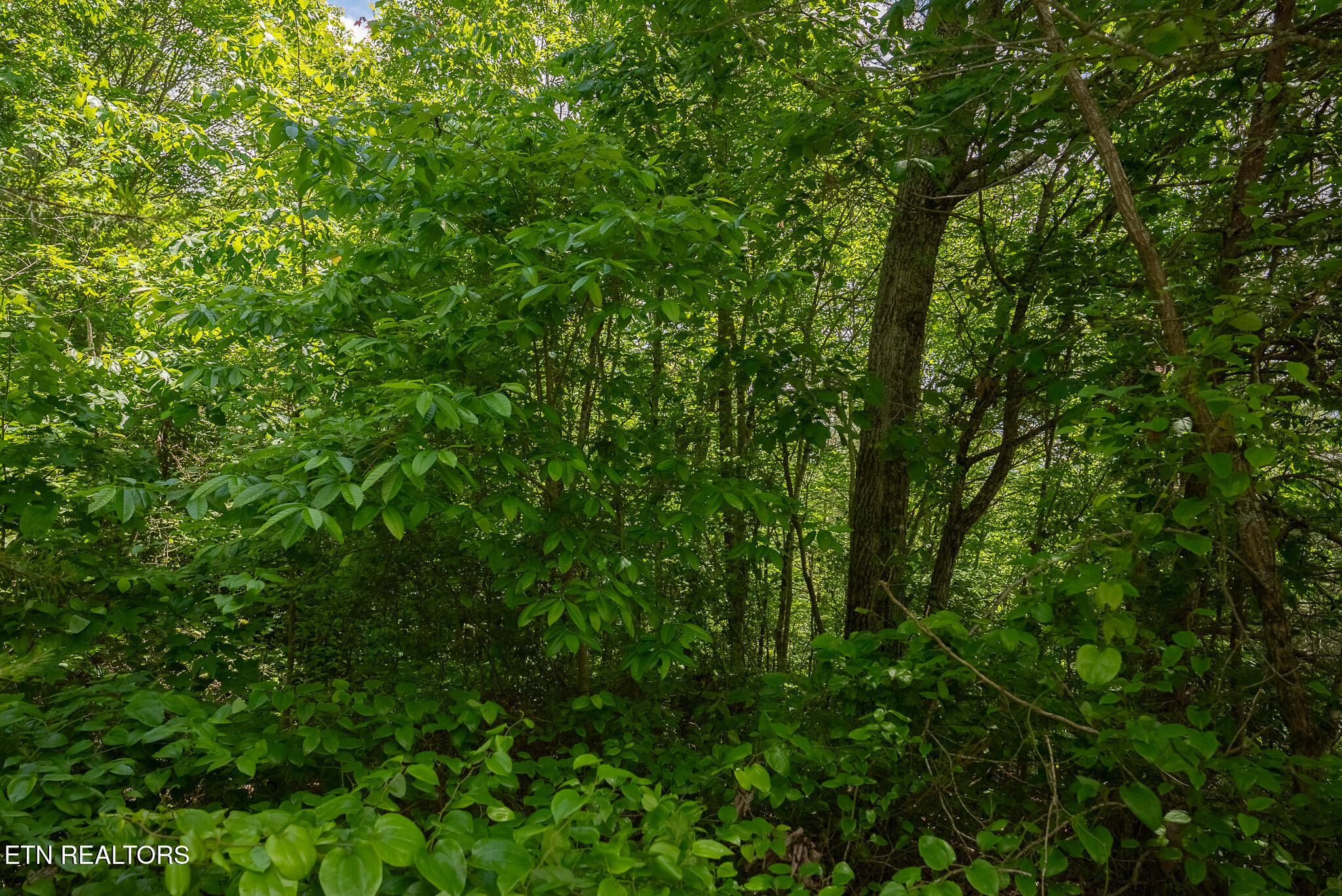 Lot 161 Whistle Valley Road New Tazewell, TN 37825 - Photo 21 of 25 DSC08105