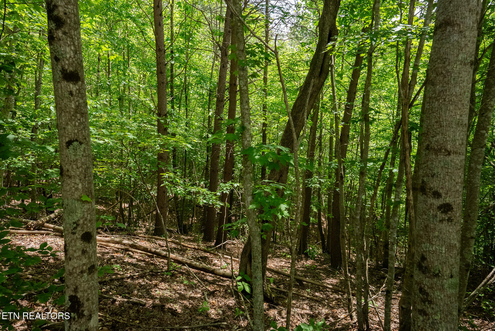 Lot 161 Whistle Valley Road New Tazewell, TN 37825 - Photo 22 of 25 DSC08106
