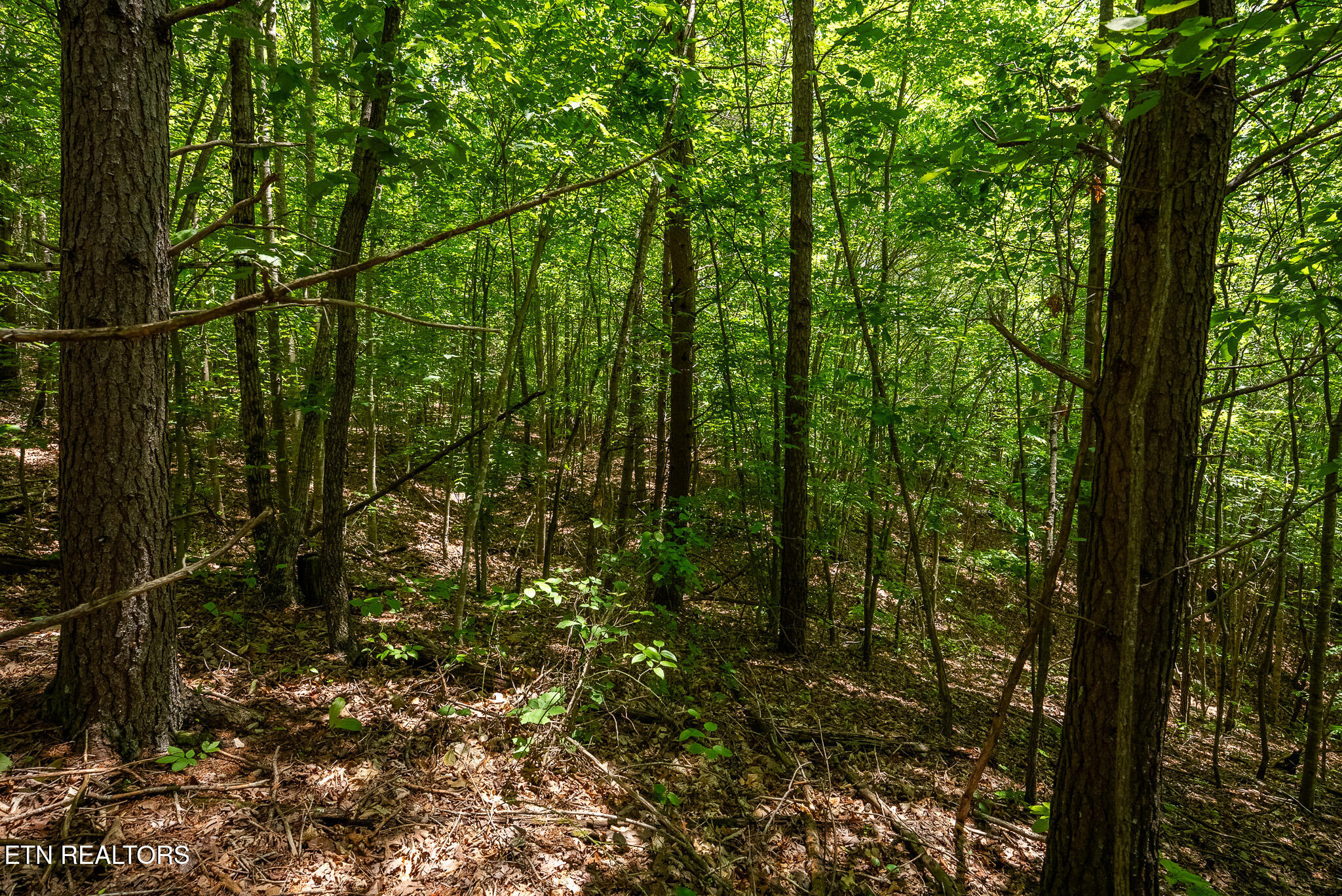 Lot 161 Whistle Valley Road New Tazewell, TN 37825 - Photo 23 of 25 DSC08107