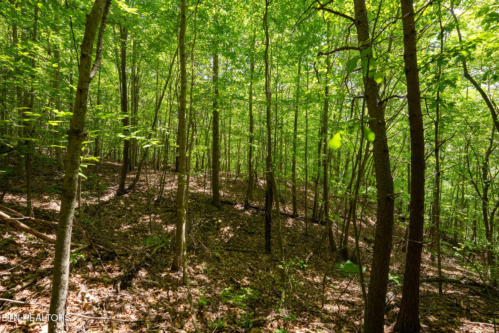 Lot 161 Whistle Valley Road New Tazewell, TN 37825 - Photo 24 of 25 DSC08108