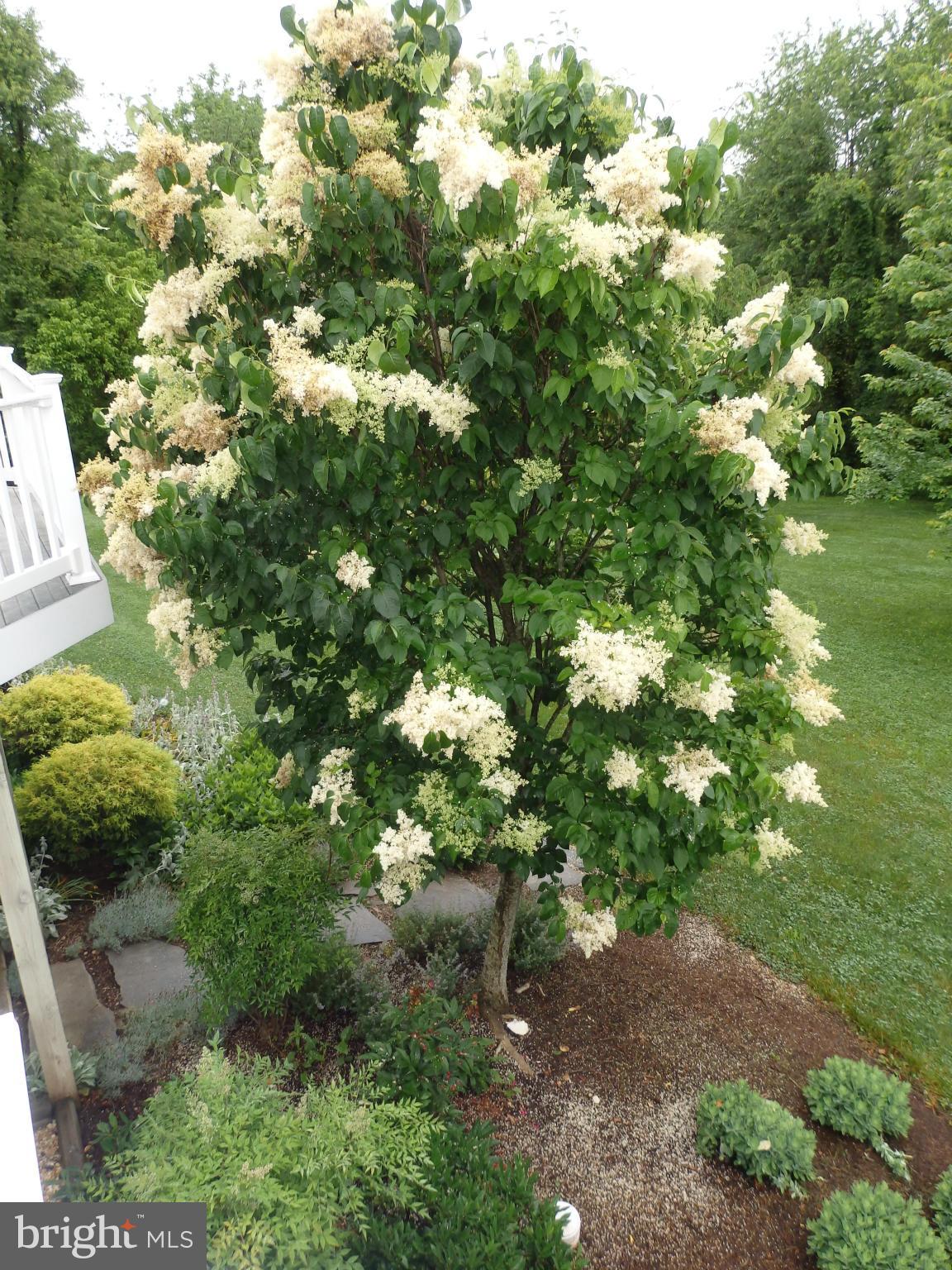 10013 Kelly Road Frederick, MD 21701 - Photo 22 of 23 White Silk Lilac Tree