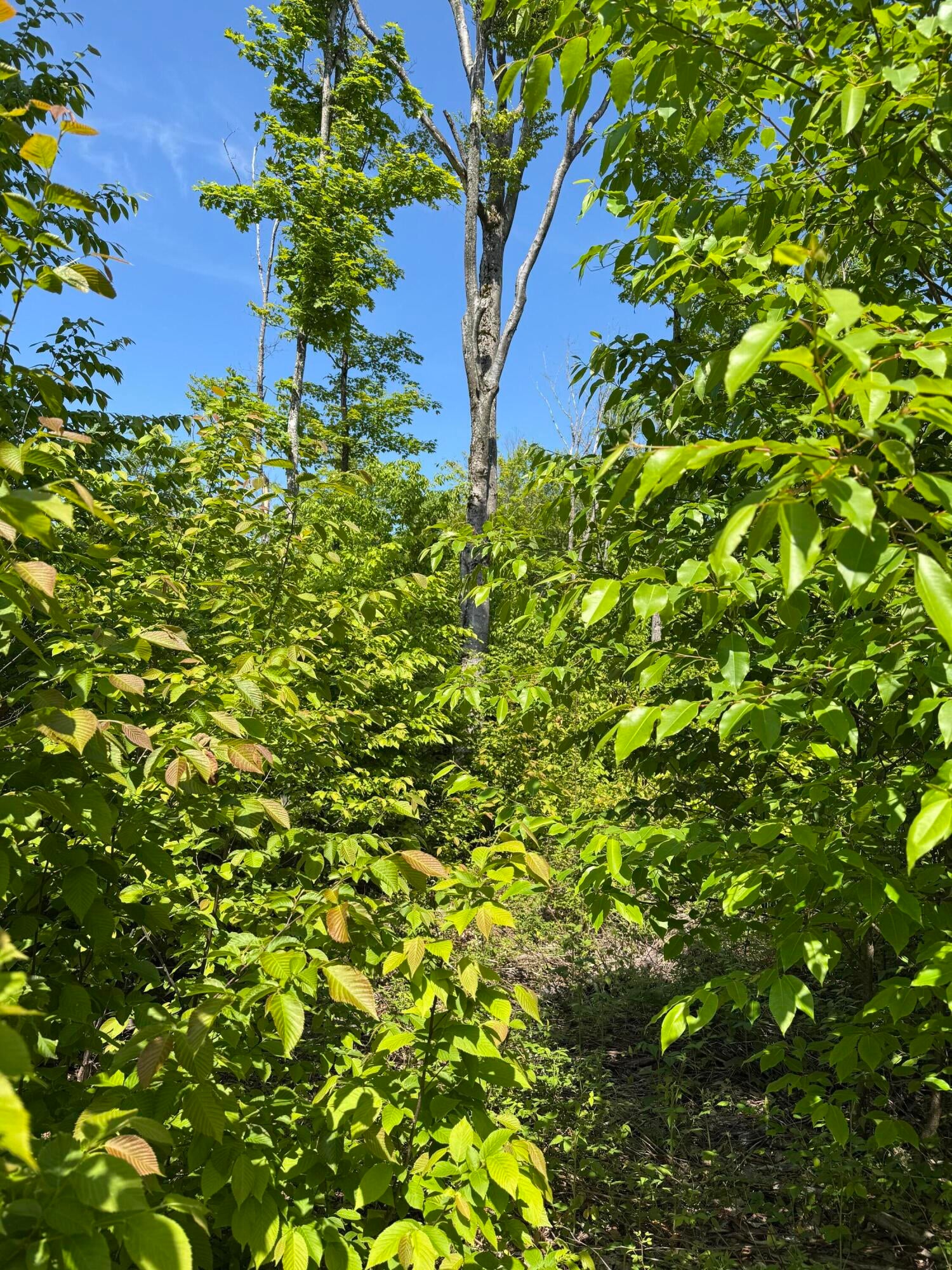 Tbd South Piatt Lake Road Eckerman, MI 49728 - Photo 16 of 22 Gallery Image 16