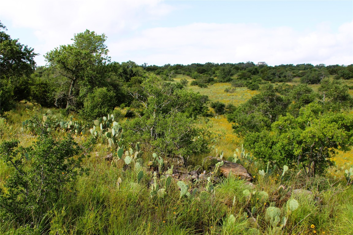 Lot 5 Comanche Ridge Round Mountain, TX 78663 - Photo 14 of 16 a view of a field of grass and trees